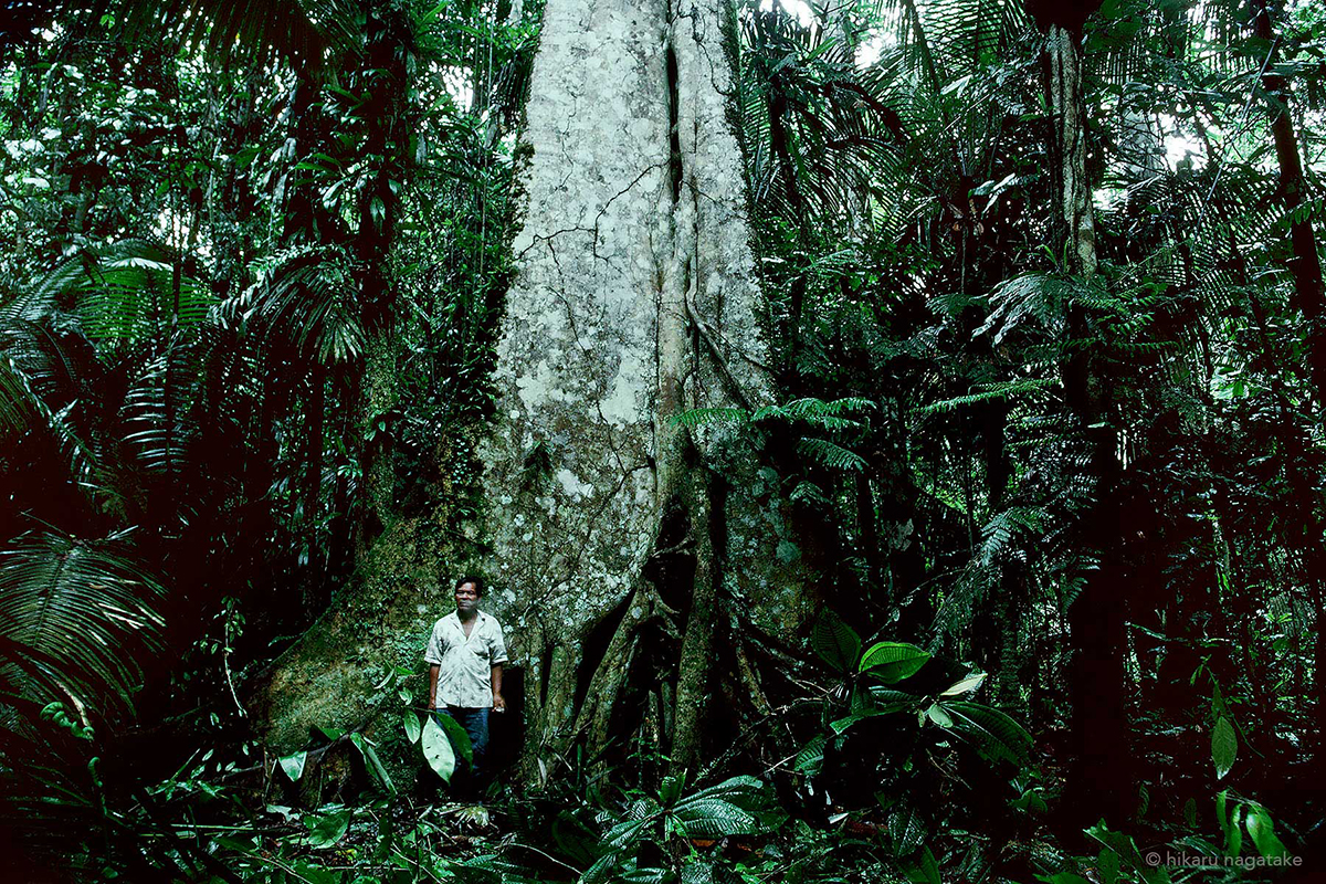 deep forest in the Amazon
